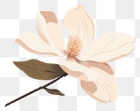 PNG Magnolia blossom flower petal. 