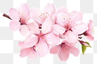 PNG Petal cherry blossom flower plant white. 