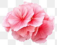 PNG  Pink flower petal plant rose. AI generated Image by rawpixel.