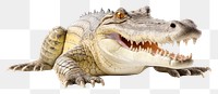 PNG Crocodile crocodile reptile animal. 