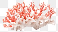 PNG  Elkhorn coral nature sea white background. 