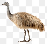 PNG  Emu emu animal bird. AI generated Image by rawpixel.