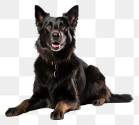 PNG Shollie dog sitting mammal. AI generated Image by rawpixel.