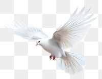 PNG  Dove animal flying white