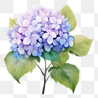 PNG Hydrangea hydrangea blossom flower. AI generated Image by rawpixel.