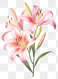 PNG  Flower lily blossom drawing. 
