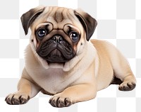 PNG Cute dog pug animal mammal. 