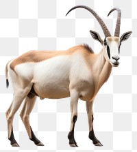 PNG Scimitar Horned Oryx wildlife animal mammal. 