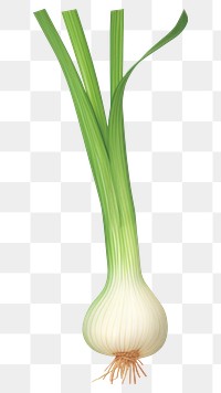 PNG Green onion vegetable plant leek. 