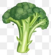 PNG Broccoli broccoli vegetable plant. 