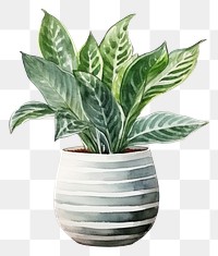 PNG Houseplant vase leaf  