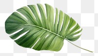 PNG Tropical leaves fan palm leaft plant freshness. 