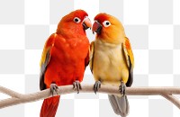 PNG Love animal parrot beak. 