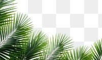 PNG Palm leaves tree backgrounds outdoors. 