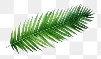 PNG Palm leaves plant leaf tree. 