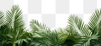 PNG Palm leaves backgrounds vegetation outdoors. .