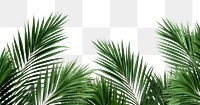 PNG Palm leaves backgrounds vegetation outdoors. .