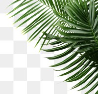 PNG Palm leaves backgrounds nature plant. 