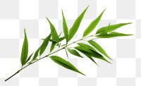 PNG Tropical bamboo leaves plant herbs leaf. AI generated Image by rawpixel.