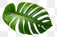 PNG Tropical leaves plant leaf  
