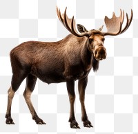 PNG Moose wildlife animal mammal. 