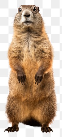 PNG Marmot wildlife standing animal. AI generated Image by rawpixel.