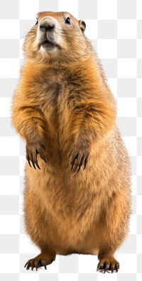 PNG Marmot wildlife animal mammal. 