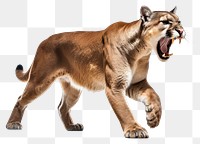 PNG Mountain lion wildlife roaring mammal. AI generated Image by rawpixel.