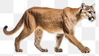 PNG Mountain lion wildlife animal mammal. AI generated Image by rawpixel.