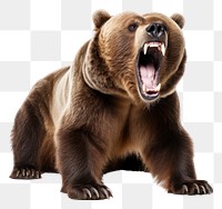 PNG Brown bear wildlife roaring mammal. 