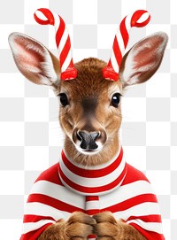 PNG Christmas portrait mammal animal transparent background