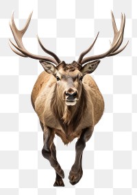 PNG Elk wildlife animal mammal. AI generated Image by rawpixel.