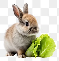 PNG Bunny eat vegetable rodent animal mammal. AI generated Image by rawpixel.