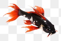 PNG Koi fish koi animal black. 