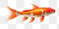 PNG Koi fish goldfish animal koi. 