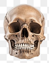 PNG Human skull anthropology sculpture. 