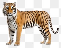 PNG Bengal Tiger tiger wildlife animal. AI generated Image by rawpixel.