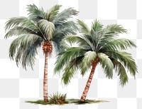 PNG Palm tree plant white background tranquility. AI generated Image by rawpixel.