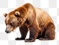 PNG Bear drinking wildlife mammal animal. AI generated Image by rawpixel.