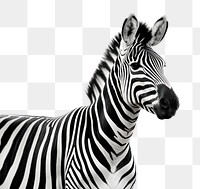 PNG Zebra wildlife animal mammal. 