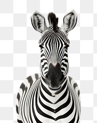 PNG Zebra wildlife animal mammal. 