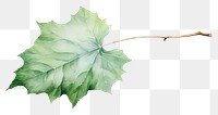PNG A leave plant leaf tree. AI generated Image by rawpixel.