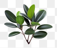 PNG Plant leaf white background freshness. AI generated Image by rawpixel.