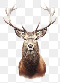 PNG Dear wildlife animal antler. AI generated Image by rawpixel.