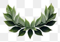 PNG Leaf crown plant herbs  