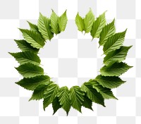 PNG Leaf crown plant green white background. AI generated Image by rawpixel.