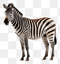 PNG Zebra wildlife animal mammal. 