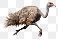 PNG Ostrich run animal bird beak. AI generated Image by rawpixel.