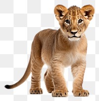 PNG Baby lion wildlife animal mammal