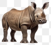 PNG Baby rhinoceros wildlife animal mammal. 